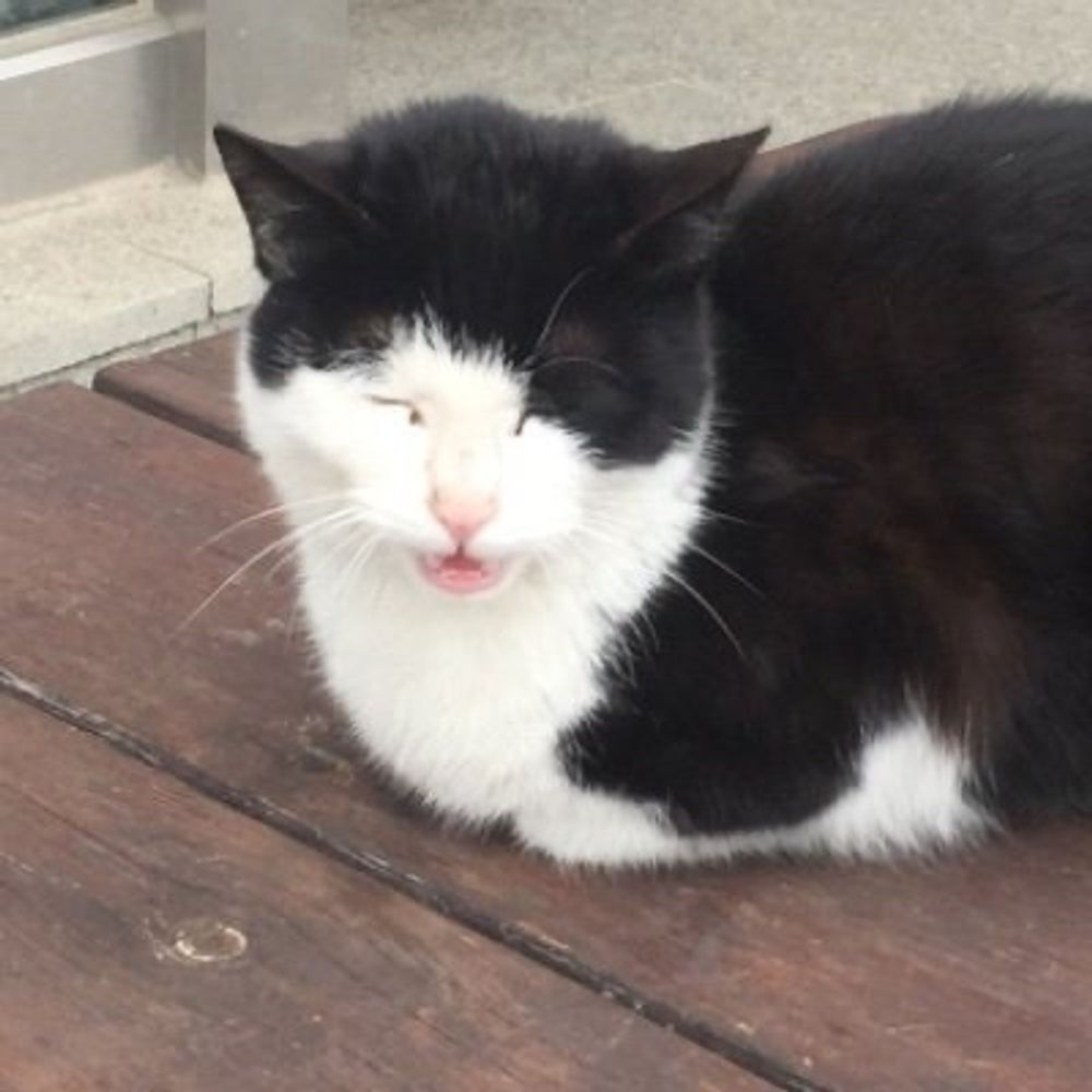 ꜱᴀYᴊᴀY∴ 세이제이 ∴ セ⃝ ー⃝ ゼ⃝ イ⃝
