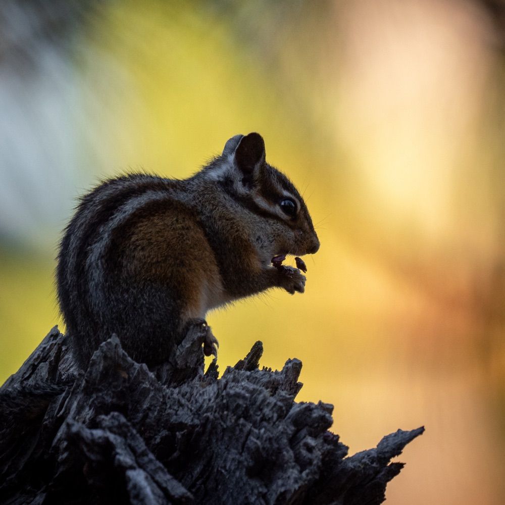 David Willingham | Oregon Wildlife 📷