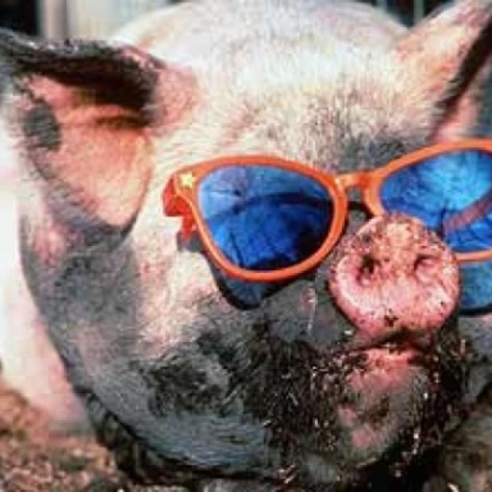🐷Coach Mutt