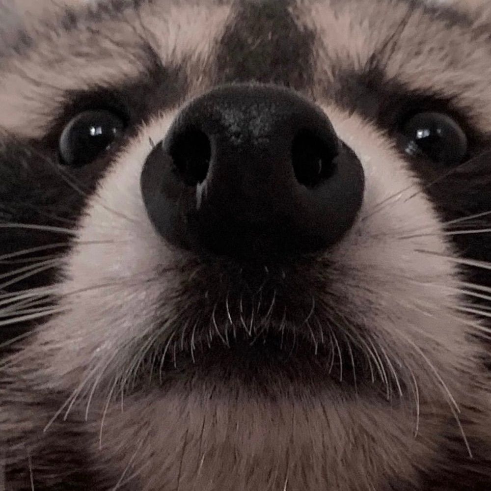 Michael aka TirnanCP aka Three Raccoons in a Costume