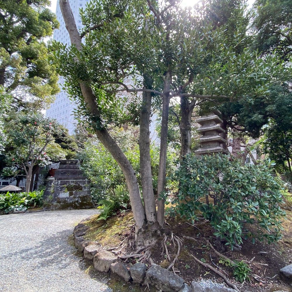 木之下