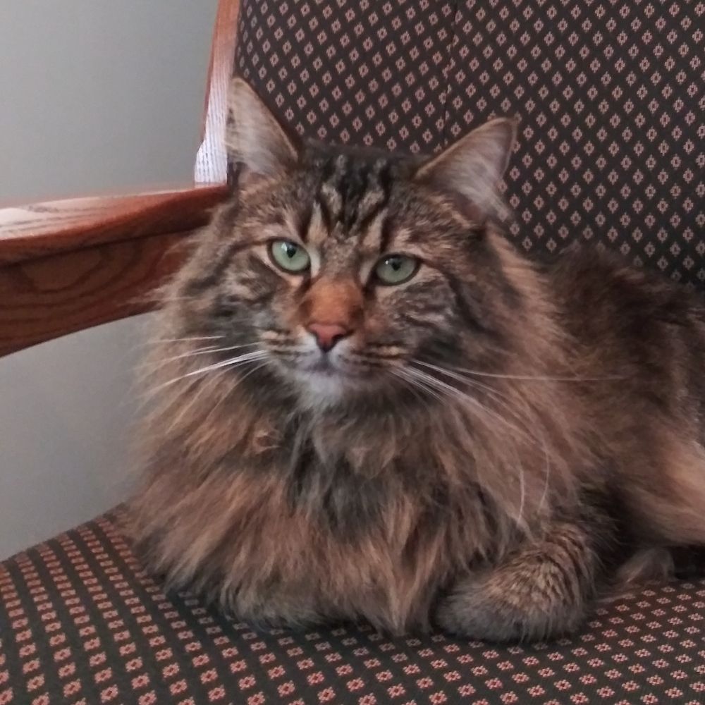 Catronius Maximus
