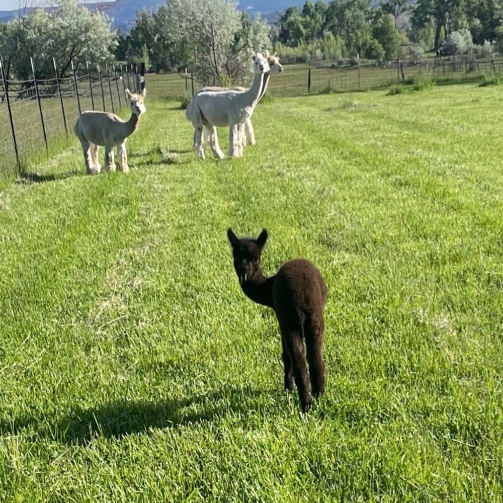 Green River Alpacas 