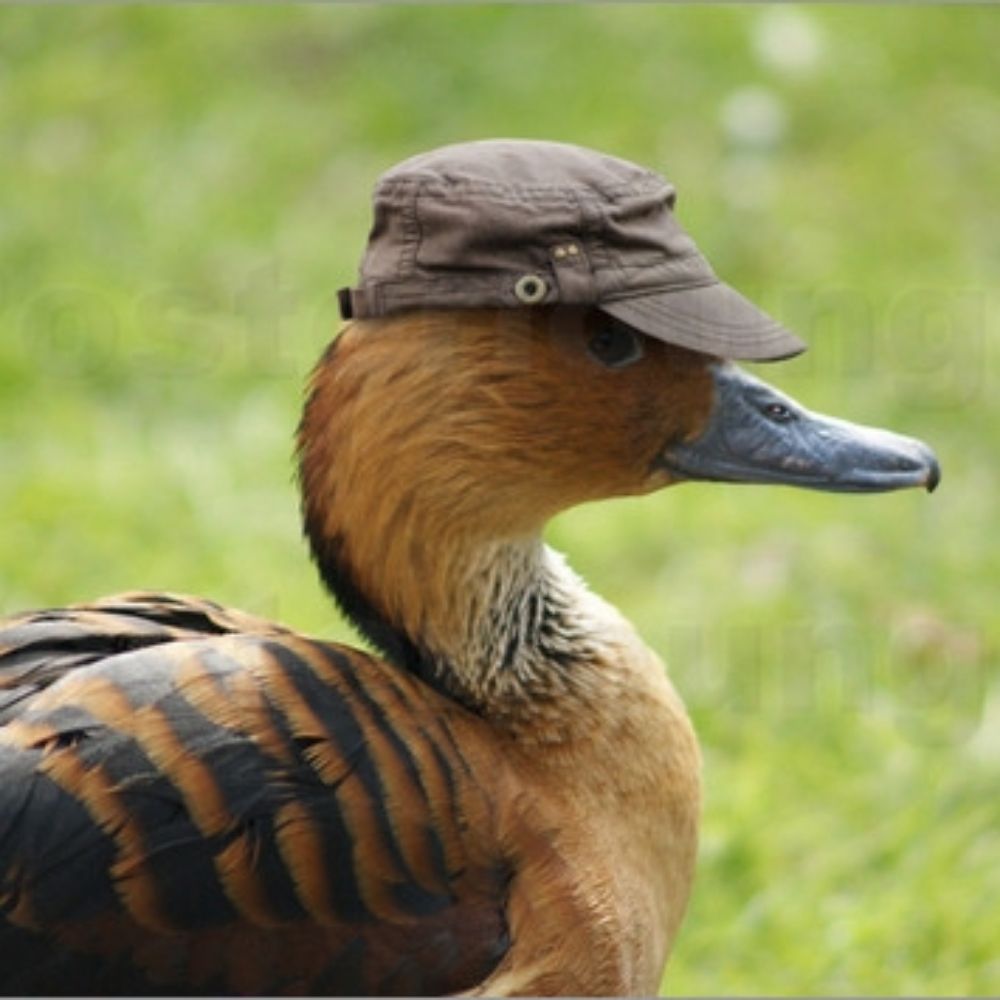 Duc 🦆