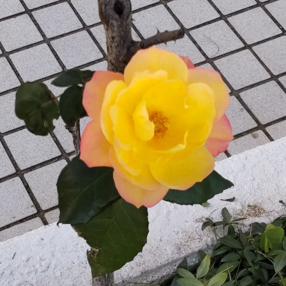 雪狩