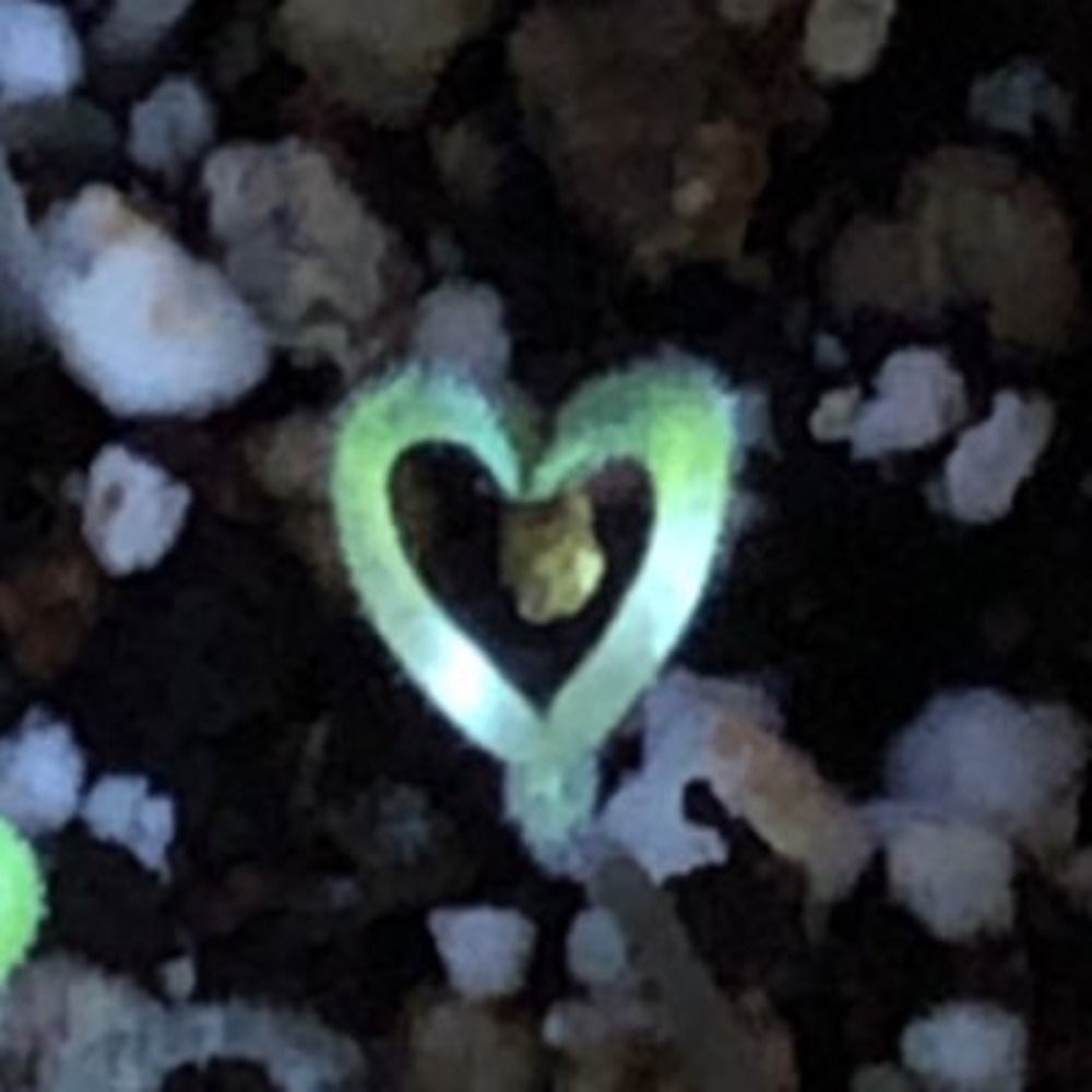 メロ💎💎💎家庭菜園