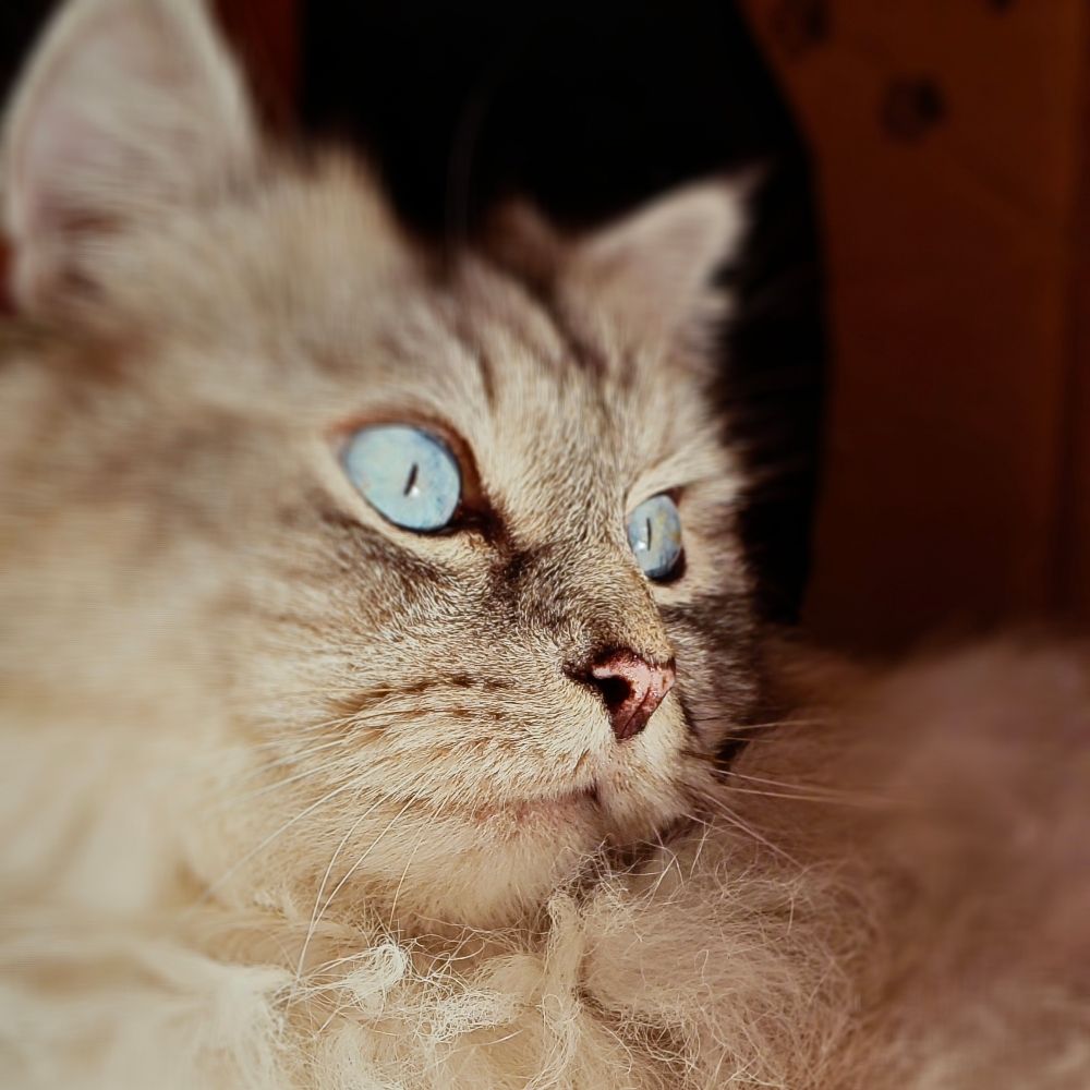 Papillon Bleu