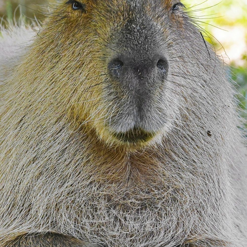 Prof. John Capivara 