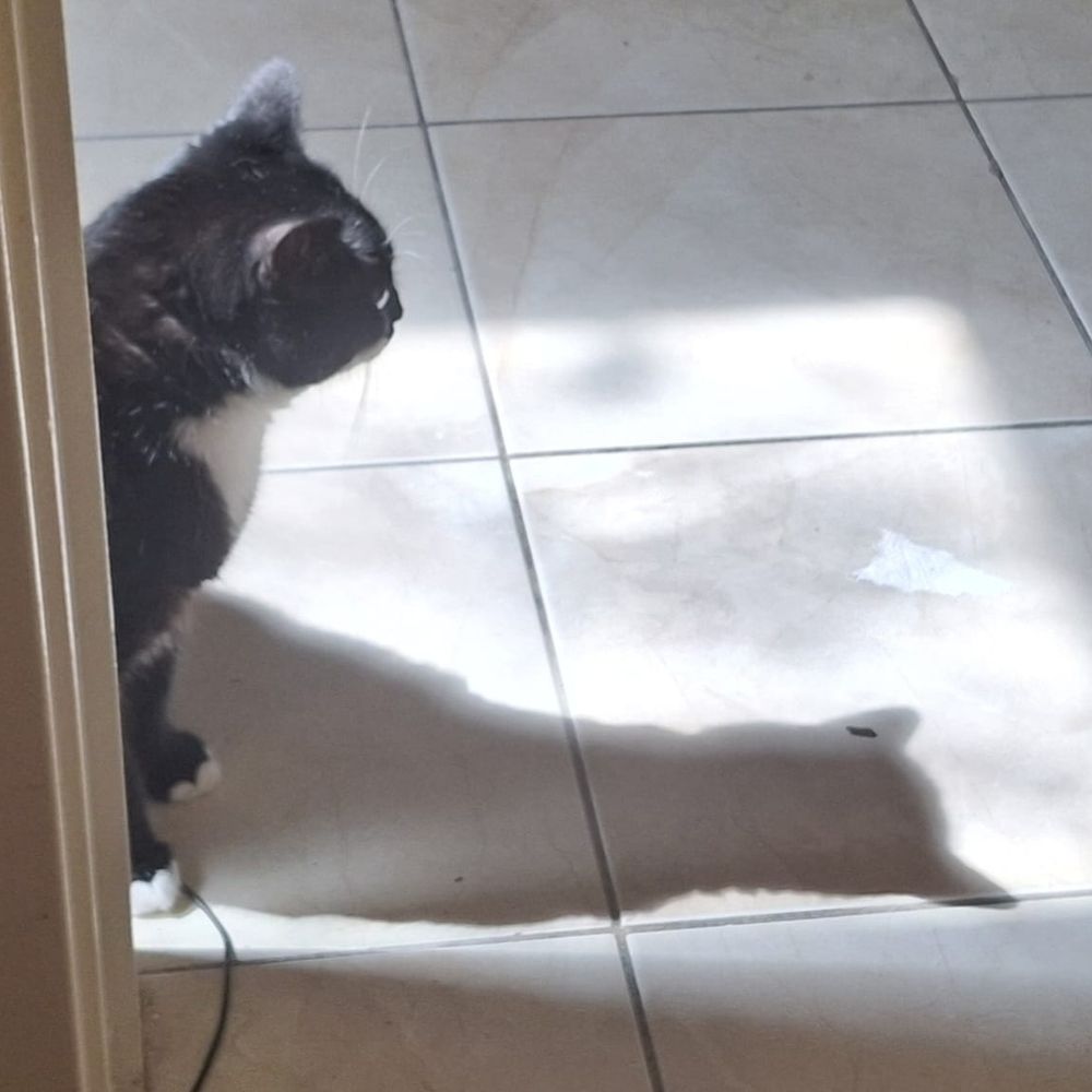 cat-magic.bsky.social profile picture