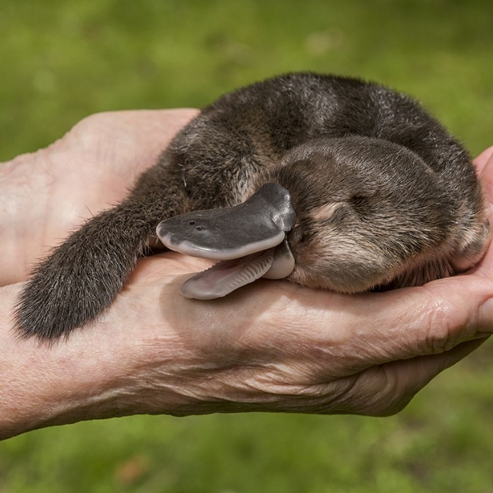 Sadly Not A Platypus