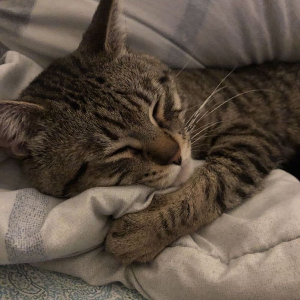 Batata.zzz