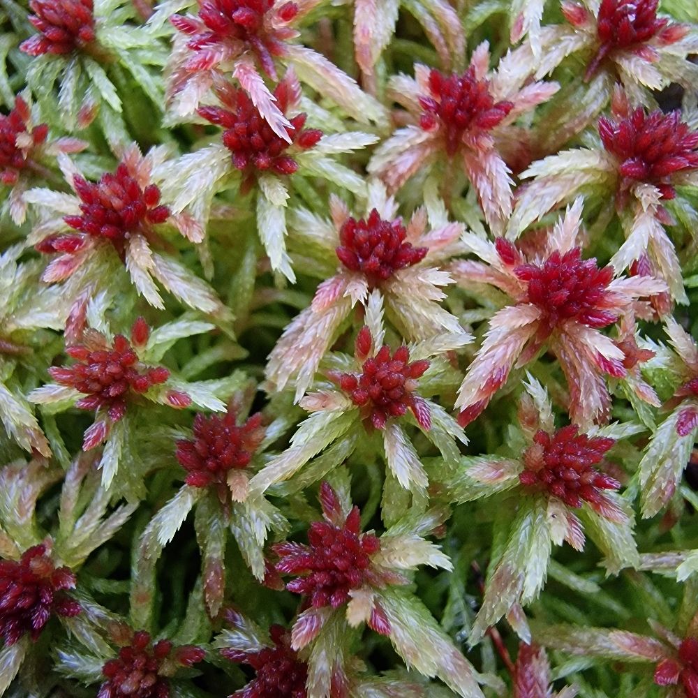 Sphagnum