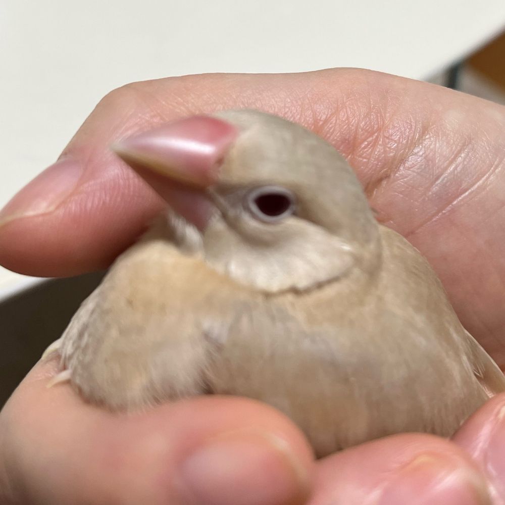 きゃめこ（みそ味）