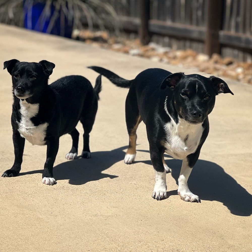 Jack and Joey