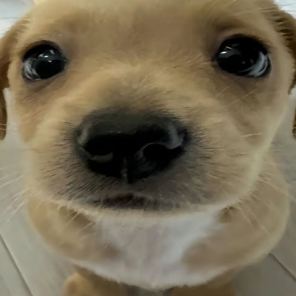 bia cachorro pidao 