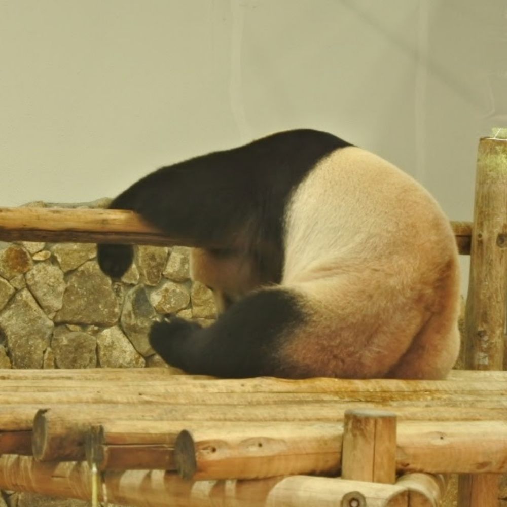 ぱんだ