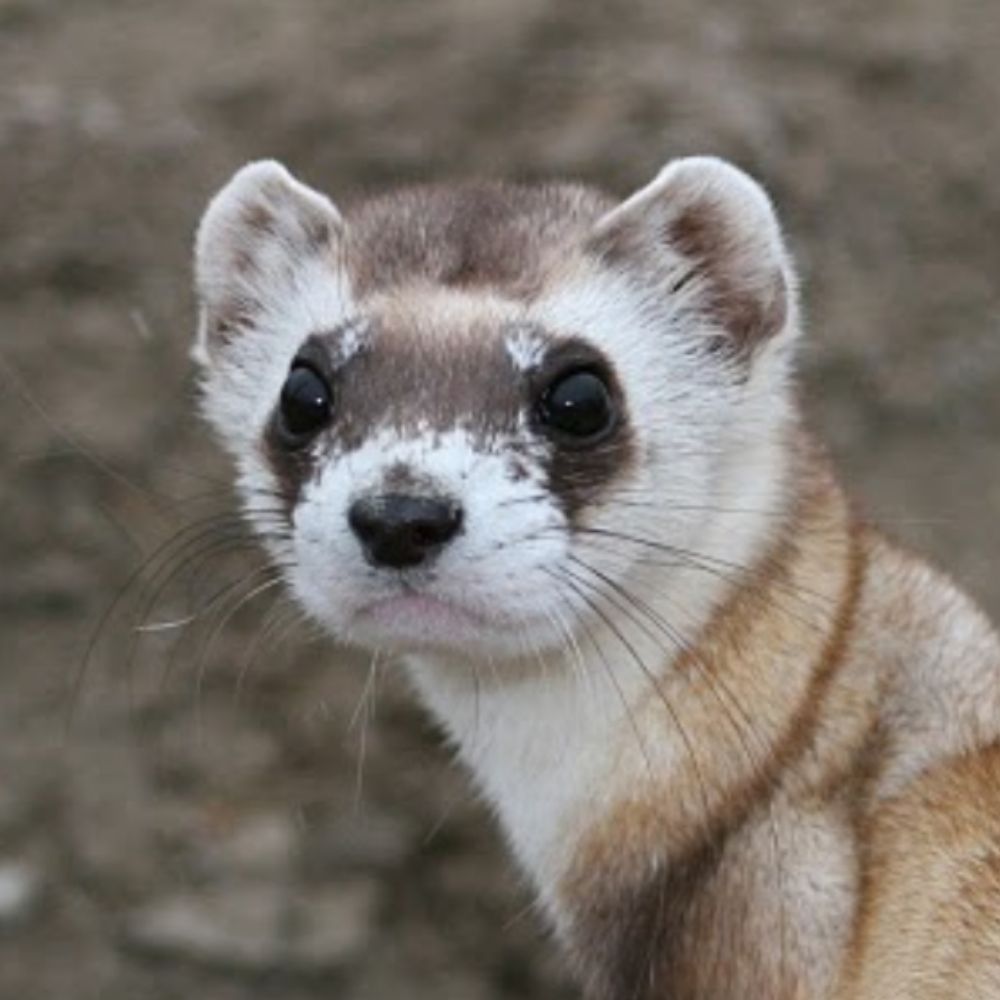 Black Footed Ferret