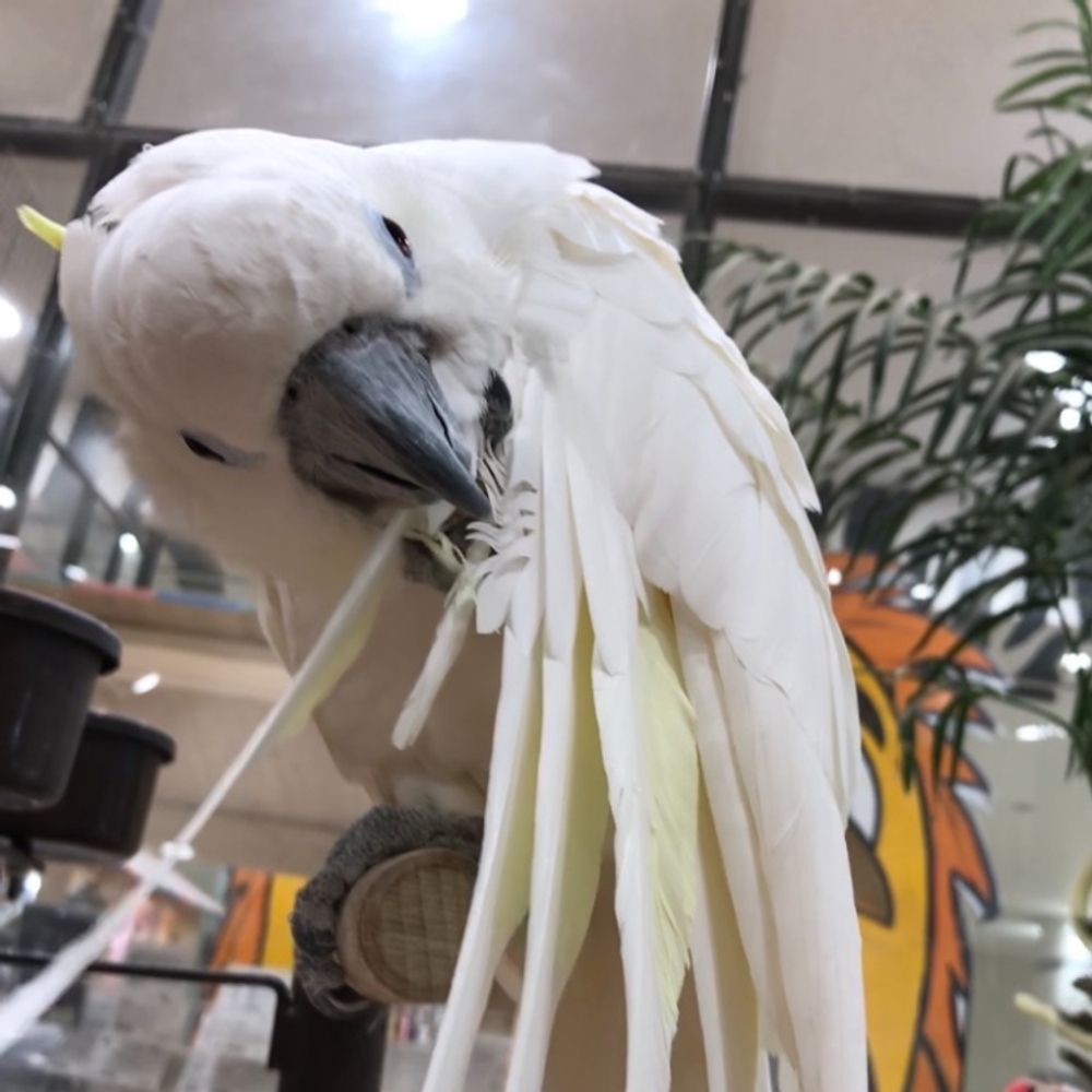 Appril(あぷり)
