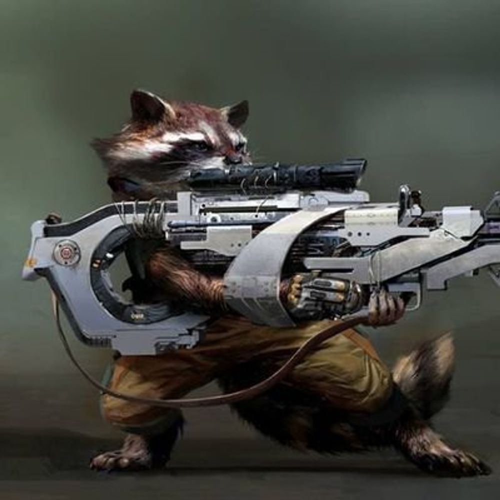 racoon&city
