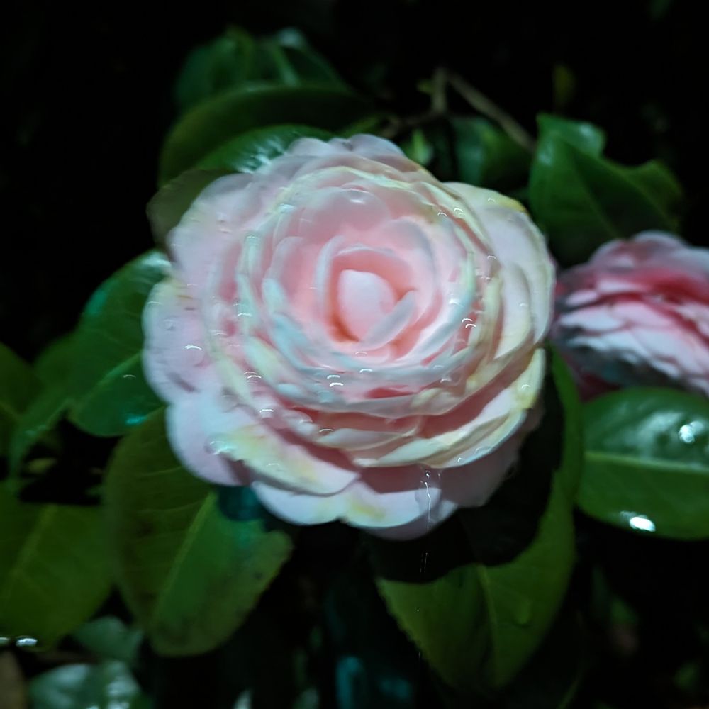 華