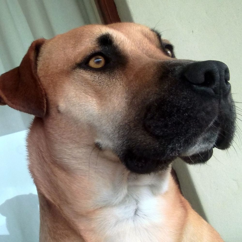 Profile picture codyridgeback.bsky.social