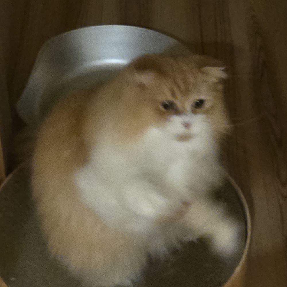 シロヒトリ