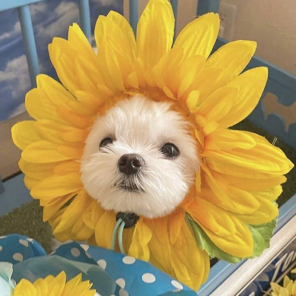🌻