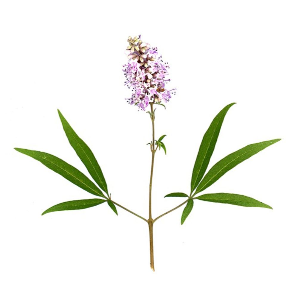 V.agnus