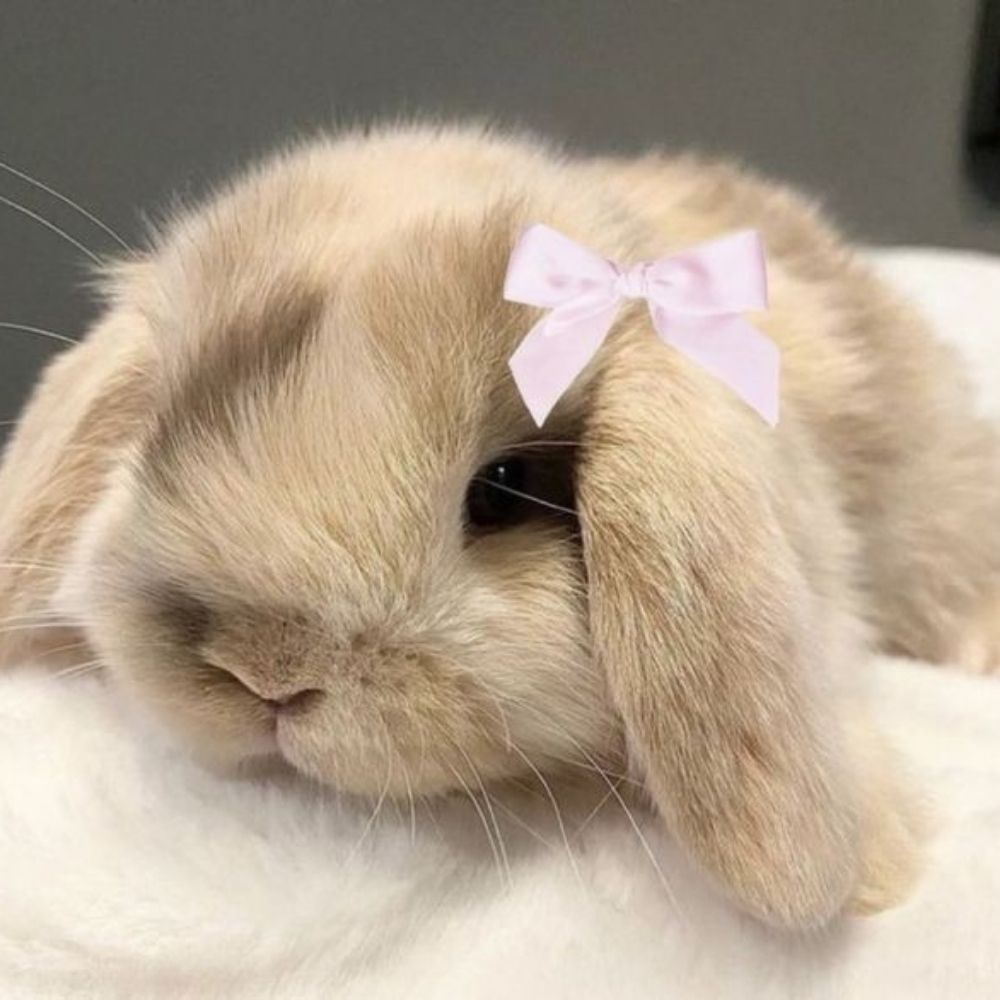 bun🩷