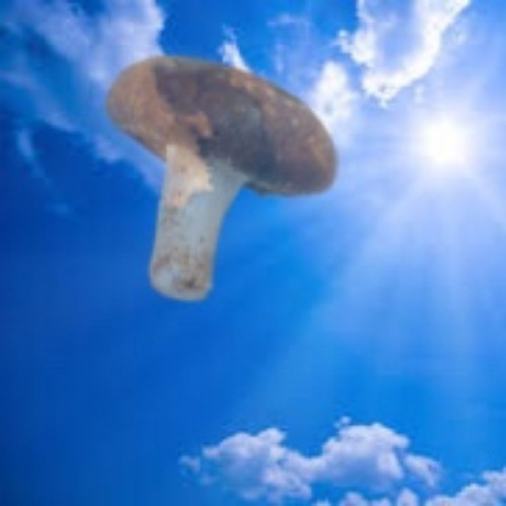 しいたけ