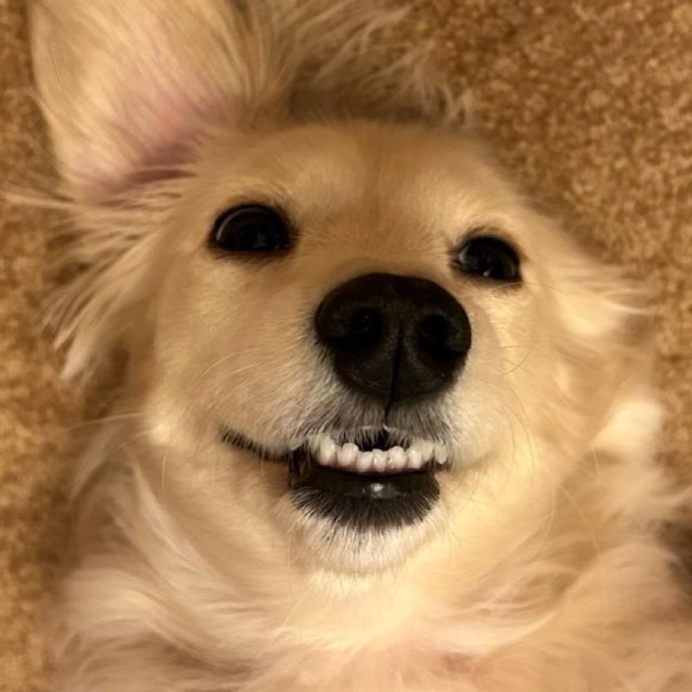 ろこす
