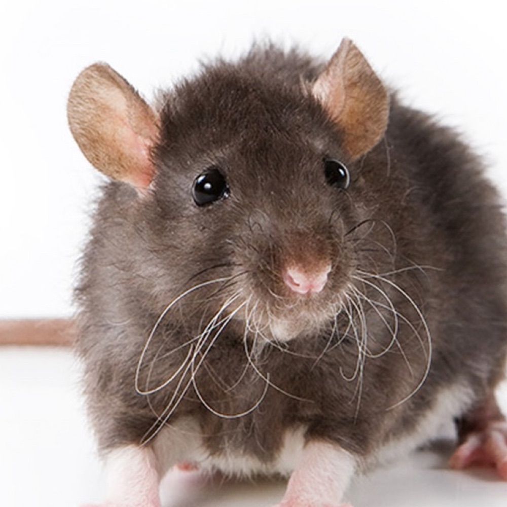 rat