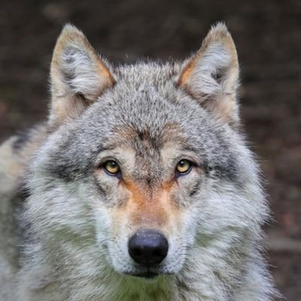 RAVENE/ラベネ🐺