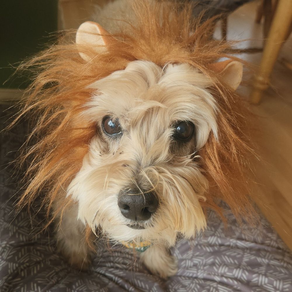 The Dog did it.