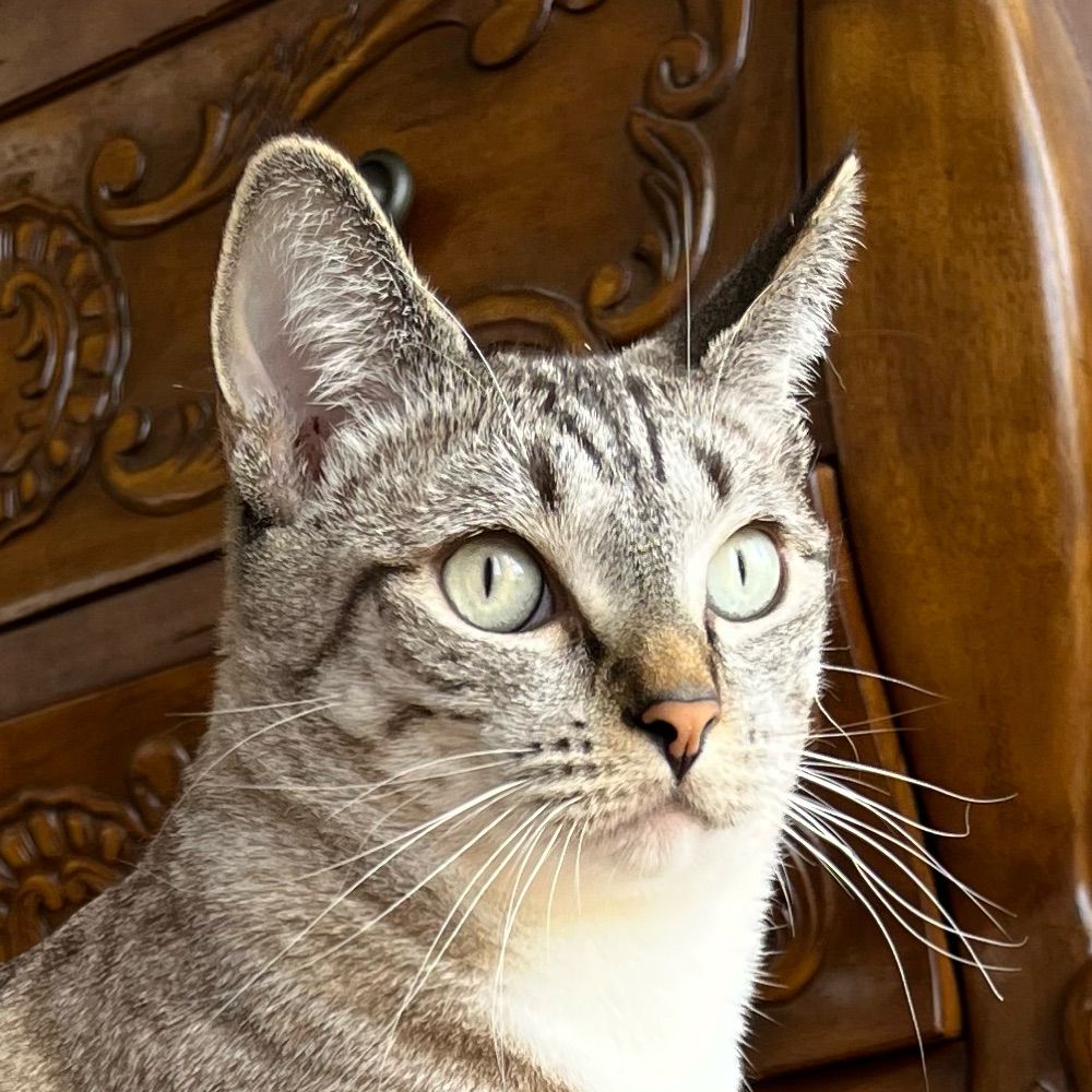 Count.nicholas