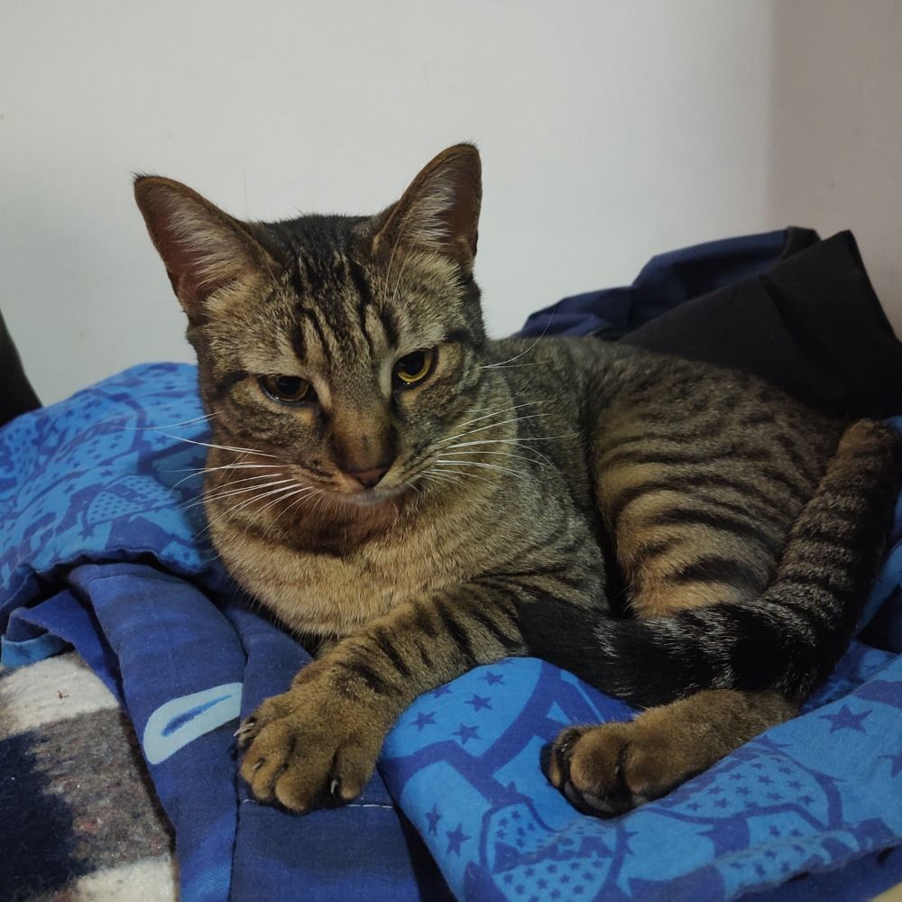 TigerCat