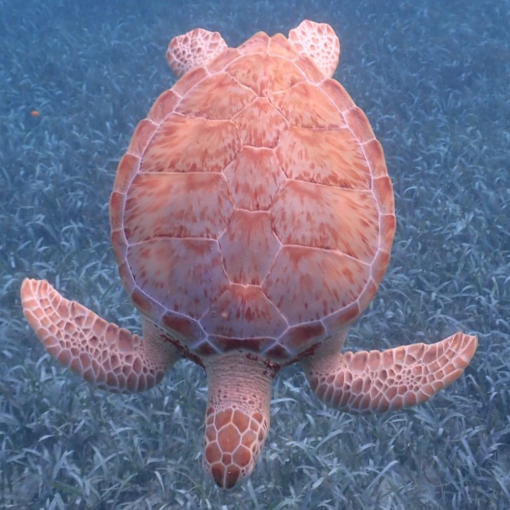Honu13
