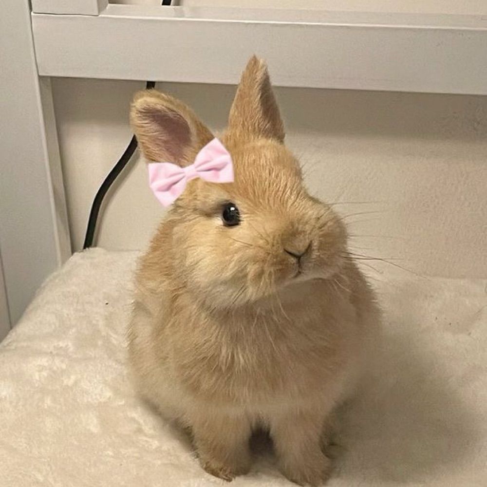 margo🪐🐇