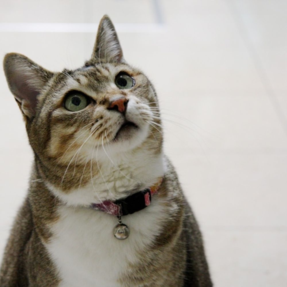 ねこやなぎ