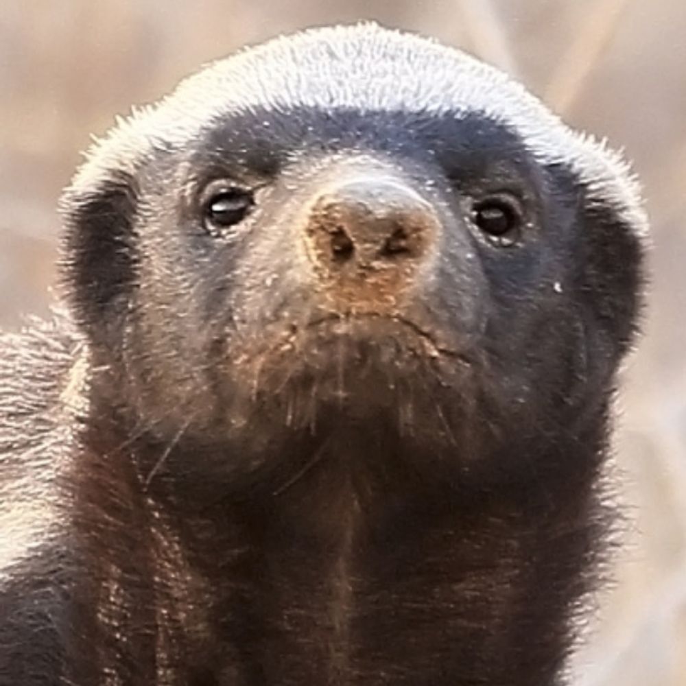 Honey Badger