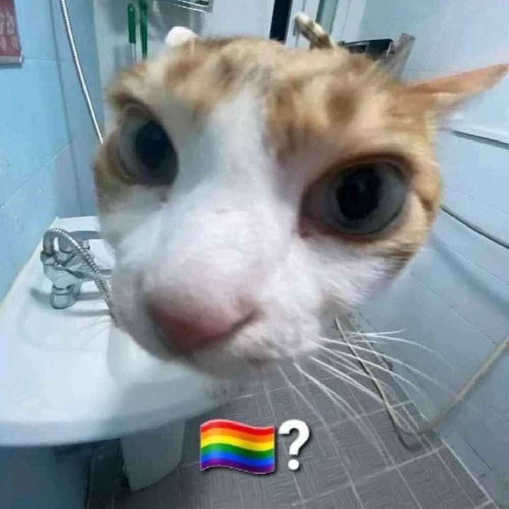 Kitty