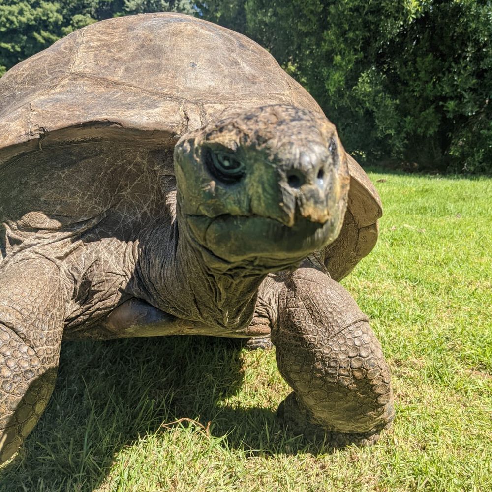 Jonathan the Tortoise