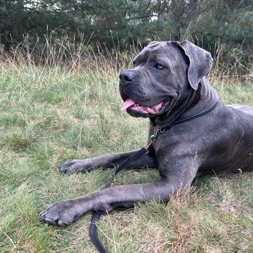Cane Corso