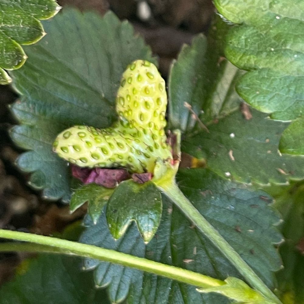 Bug_luvs