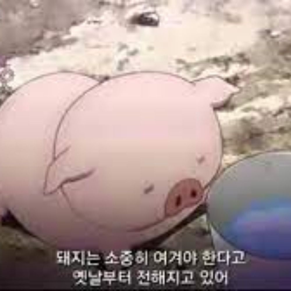돼지