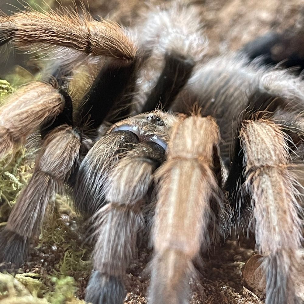 Tarantula Lou