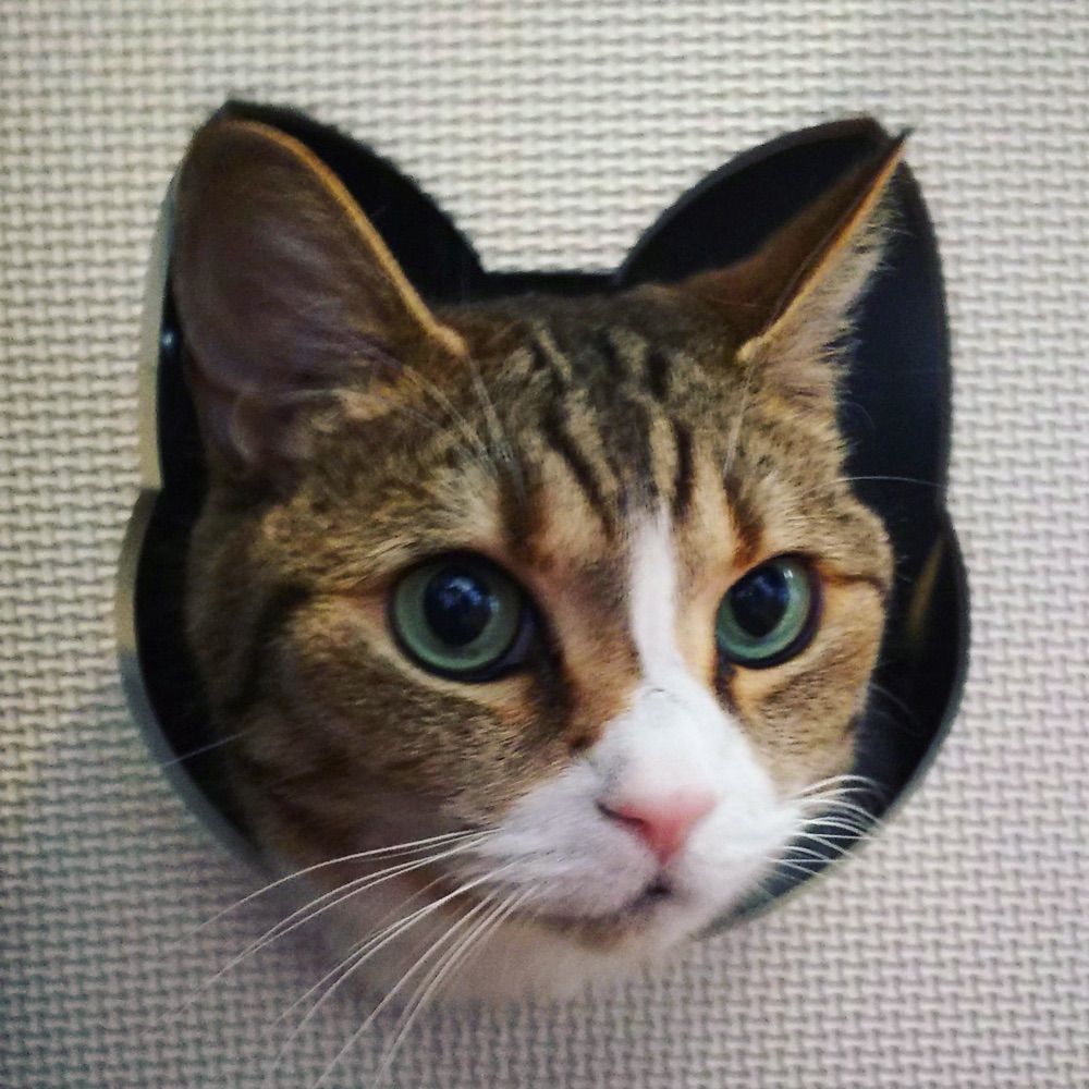 Nyanchu