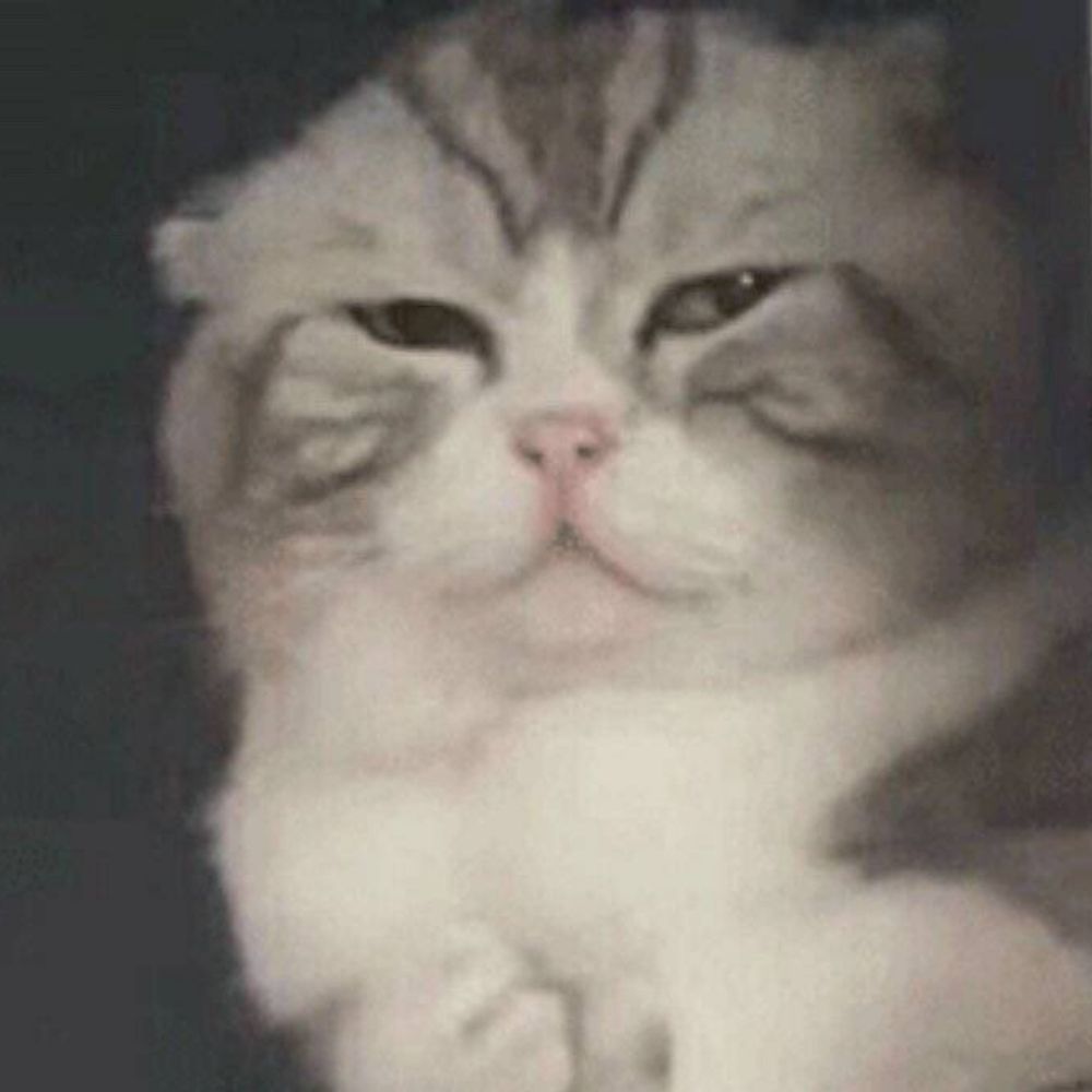 nyanborghini