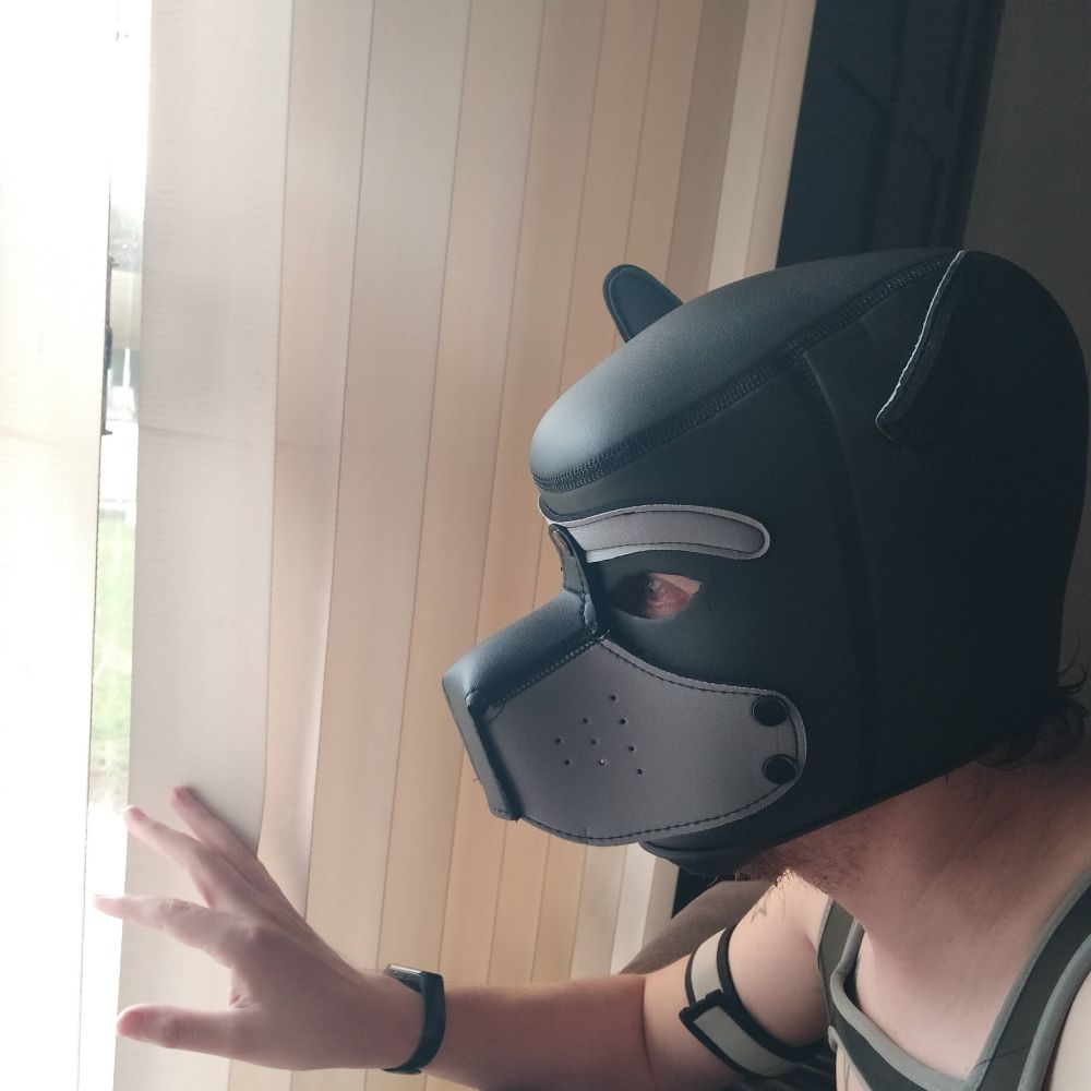 Puppy Haddes 
