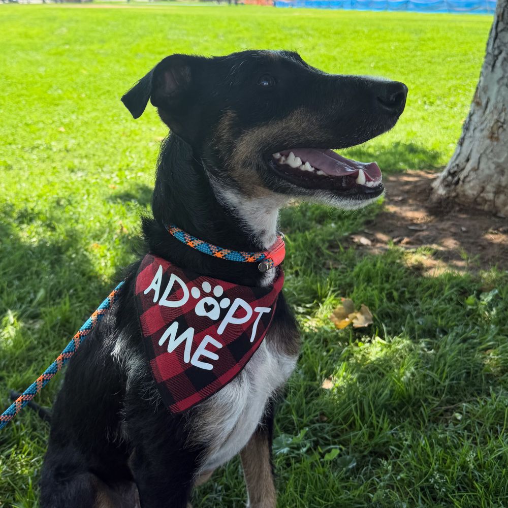 SCENTdog Collective, Inc